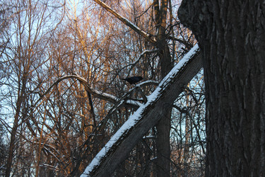 Similar image 21217792