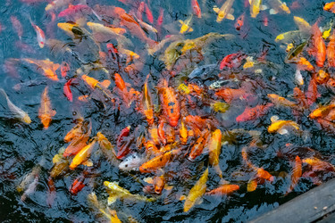 Similar image 21224762