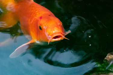 Similar image 21224763