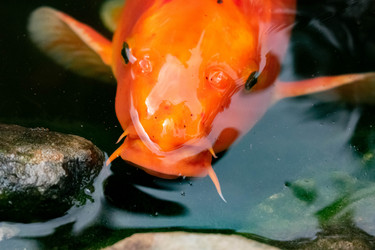 Similar image 21224764