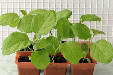 Similar image 21219516