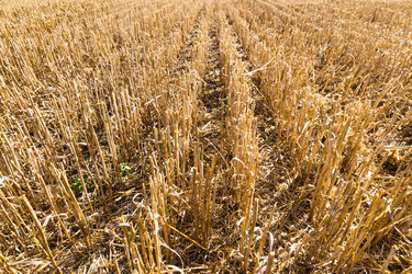 Similar image 21226666