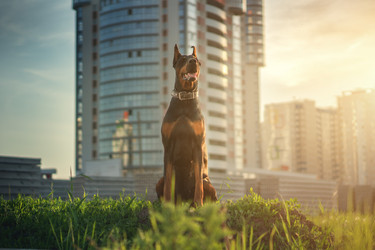 Similar image 21243407