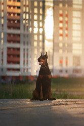 Similar image 21243424