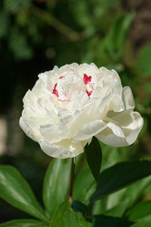 Similar image 21227120