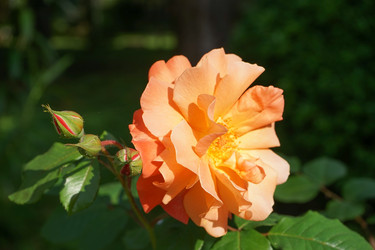 Similar image 21227132