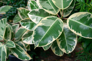 Similar image 21227194