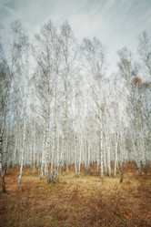 Similar image 21233670