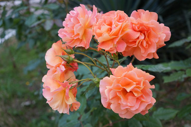 Similar image 21228632