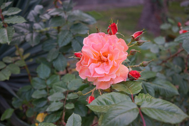 Similar image 21228634