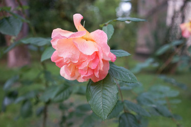 Similar image 21228636