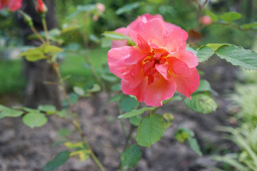 Similar image 21228637