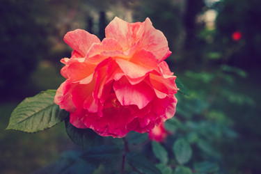 Similar image 21228639