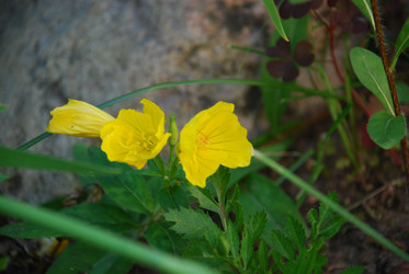 Similar image 21239354