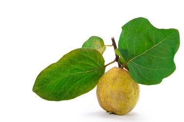 Similar image 21249520