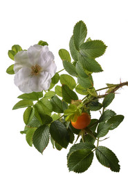 Similar image 21240699