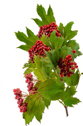 Similar image 21240704