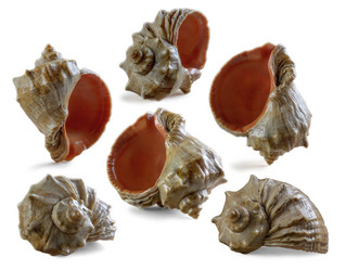 Similar image 21239582