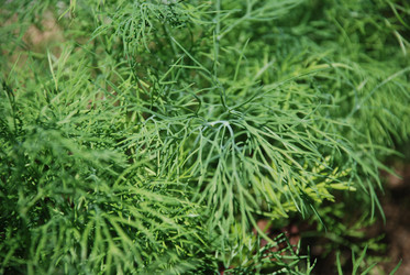 Similar image 21239366