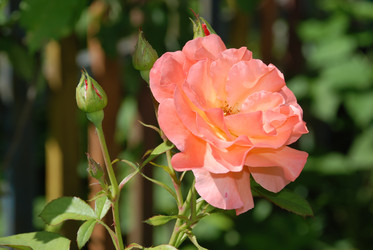 Similar image 21239851