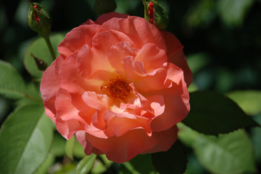 Similar image 21239876