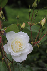 Similar image 21237734