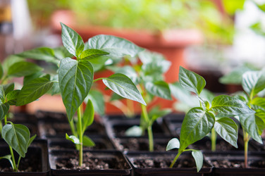 Similar image 21236175