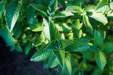 Similar image 21256385