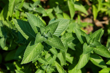 Similar image 21236311