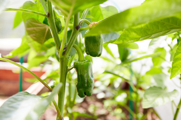 Similar image 21249933