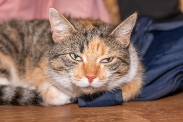 Similar image 21237230