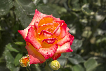 Similar image 21237328