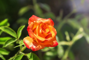 Similar image 21237330