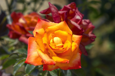 Similar image 21237331