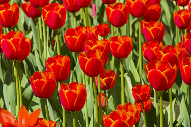 Similar image 21238776