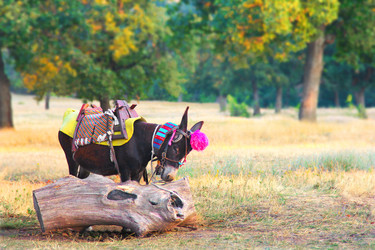 Similar image 21238685