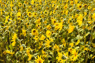 Similar image 21249533