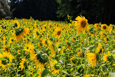 Similar image 21249535