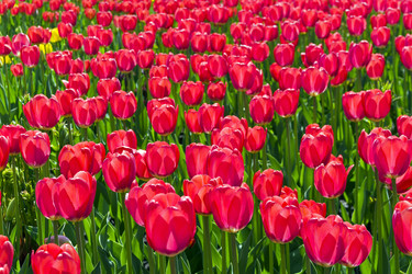 Similar image 21246459