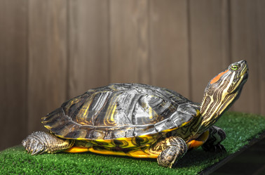 Similar image 21244502