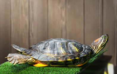 Similar image 21244503