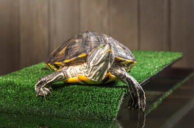 Similar image 21244504