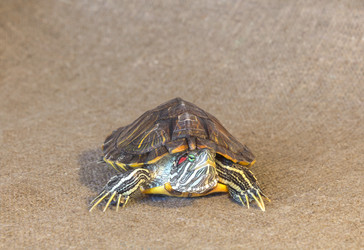 Similar image 21246584