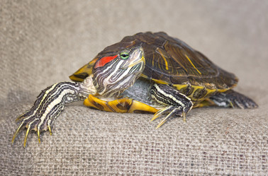 Similar image 21246586