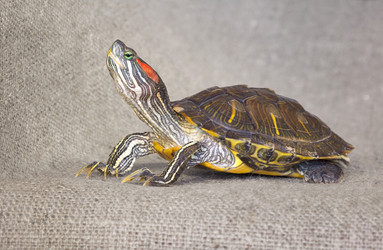 Similar image 21246587