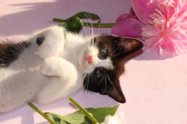 Similar image 21246750