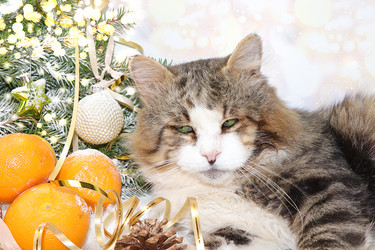 Similar image 21246754