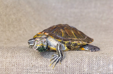 Similar image 21246590