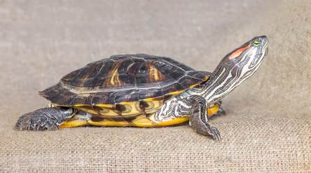 Similar image 21246591