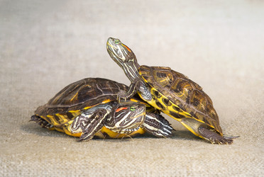 Similar image 21246592